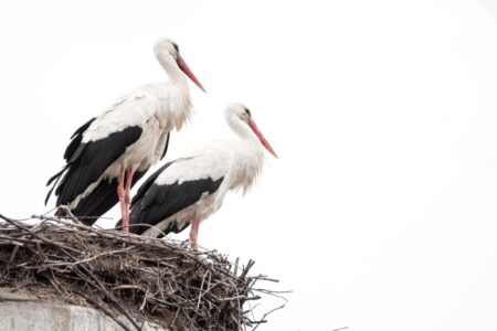 Жителей Тверской области просят посчитать аистов