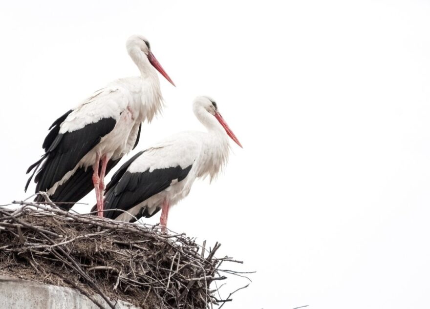 Жителей Тверской области просят посчитать аистов