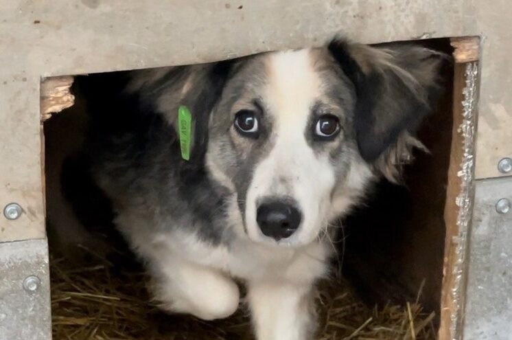 Отлов бездомных собак провели в Оленинском округе