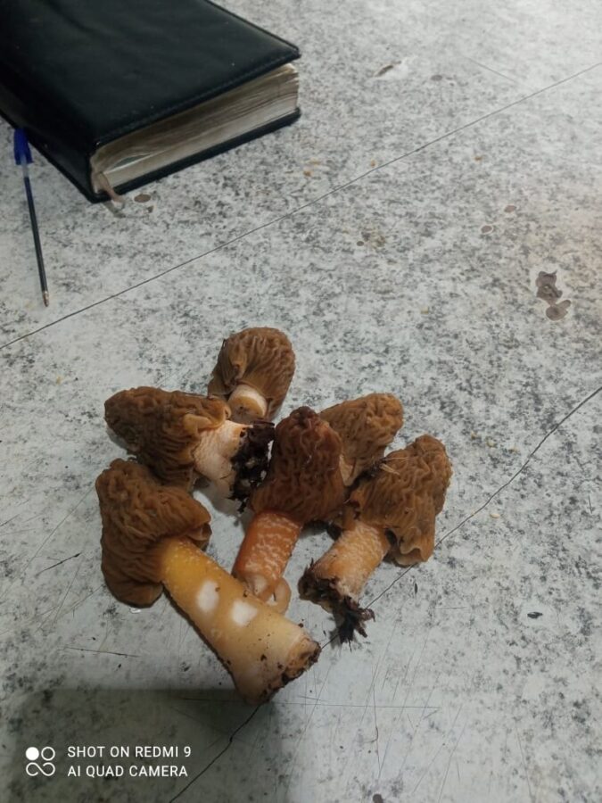В Тверской области появились настоящие грибы