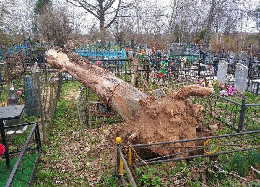 На кладбище в Тверской области ветер вырвал дерево с корнем На кладбище в Тверской области ветер вырвал дерево с корнем