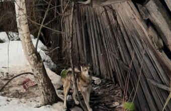 Тверские волонтёры придумывают план спасения собаки из старого сарая