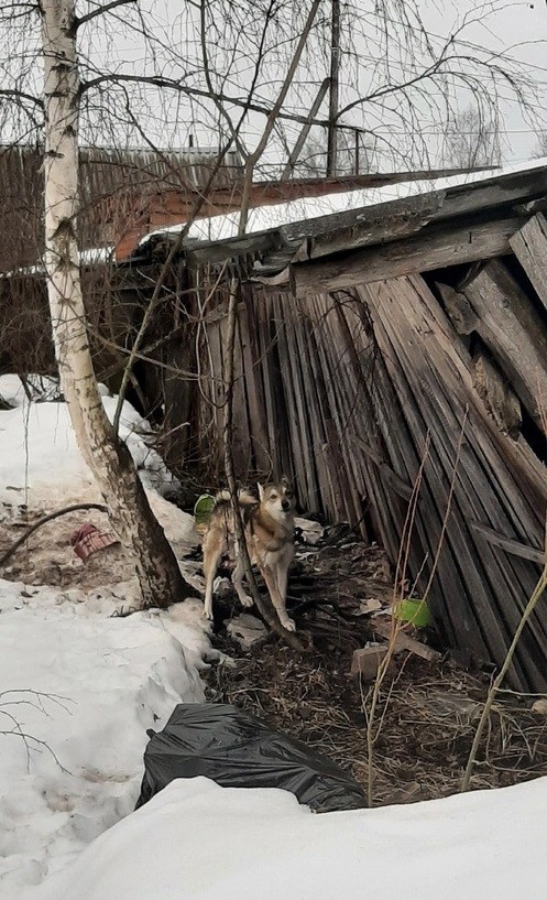 Тверские волонтёры придумывают план спасения собаки из старого сарая