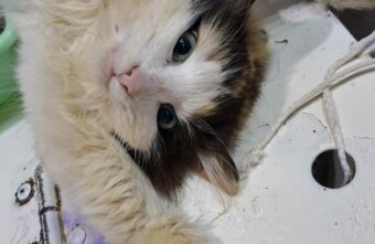 В Тверской области провели отлов беременных кошек, обреченных на смерть В Тверской области провели отлов беременных кошек, обреченных на смерть