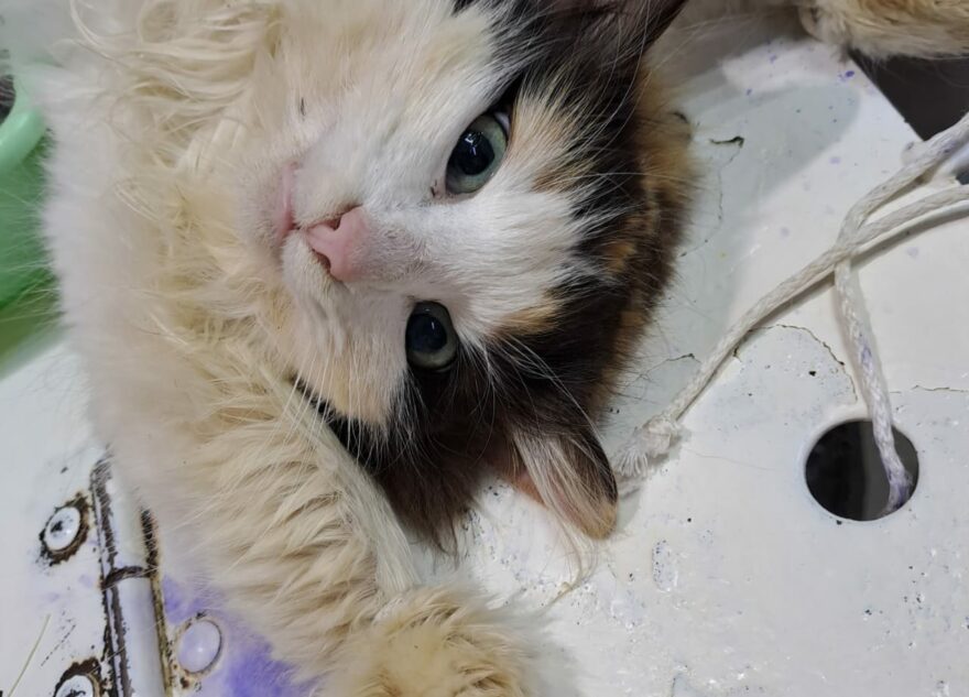 В Тверской области провели отлов беременных кошек, обреченных на смерть