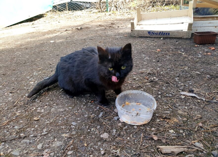 В Тверской области кошке, выживающей на помойке, ищут дом
