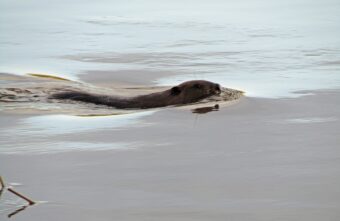 В Твери бобр вышел на берег позировать прохожим В Твери бобр вышел на берег позировать прохожим