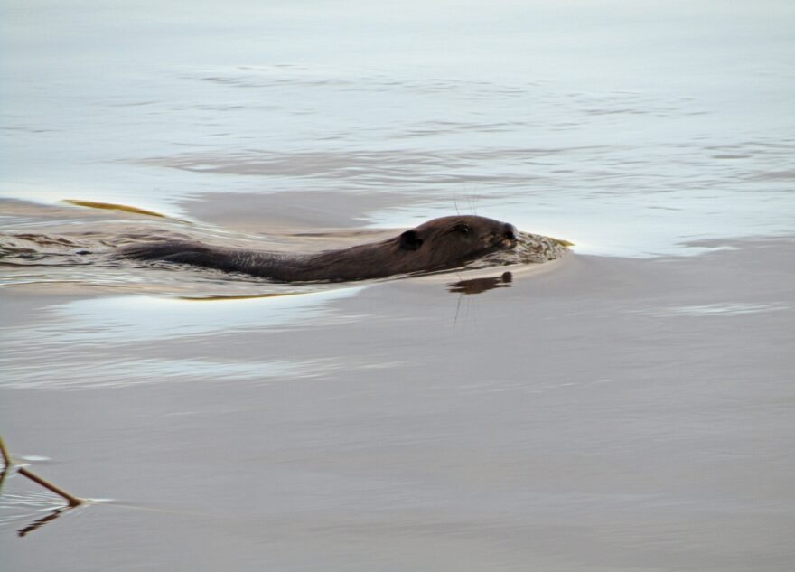 В Твери бобр вышел на берег позировать прохожим