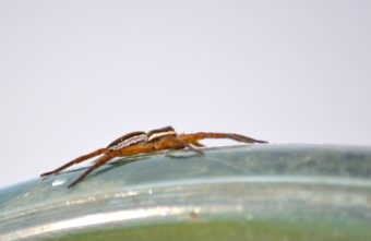 Жителям Тверской области показали страшного паука Жителям Тверской области показали страшного паука