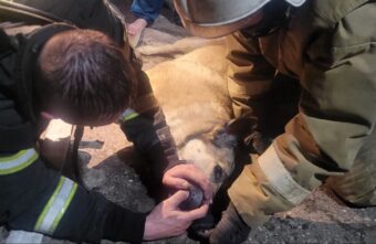 Пожарные спасли двух женщин и собаку в Тверской области