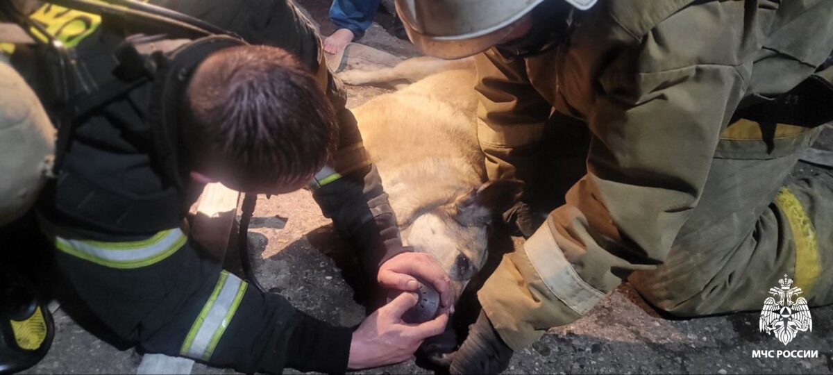 Пожарные спасли двух женщин и собаку в Тверской области