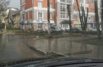 В Твери из-за непогоды упало дерево