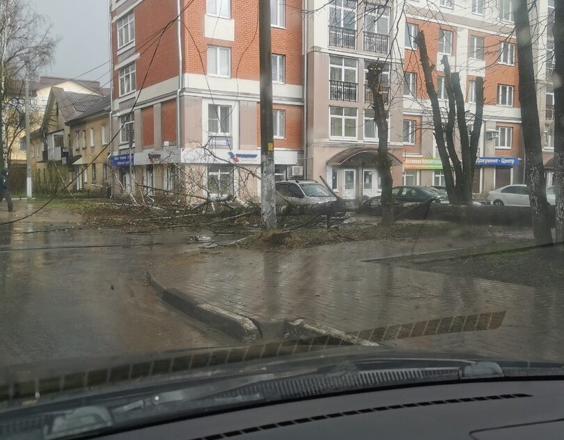 В Твери из-за непогоды упало дерево