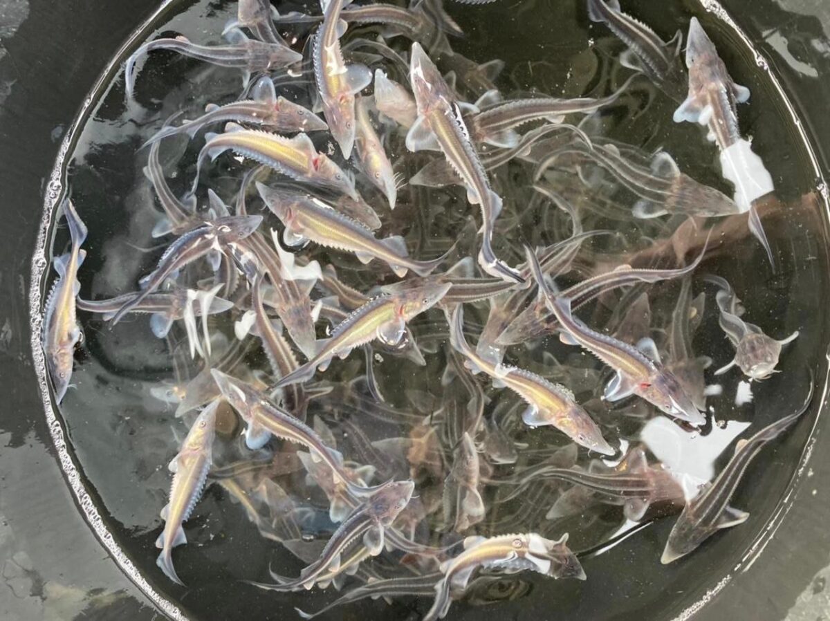 В Тверской области утвердили госпрограмму по управлению природными ресурсами и охране окружающей среды