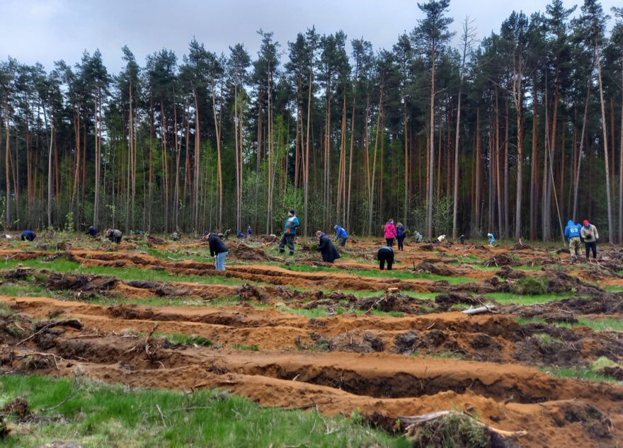 В Тверской области в рамках международной акции «Сад памяти» высадили деревья