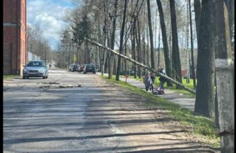 В Тверской области на 7-летнюю девочку упало дерево