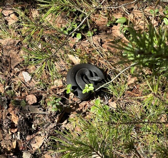 Жителям Тверской области напомнили, как отличить ужа от гадюки