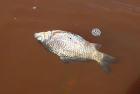 В водоёме в микрорайоне Твери погибла вся рыба
