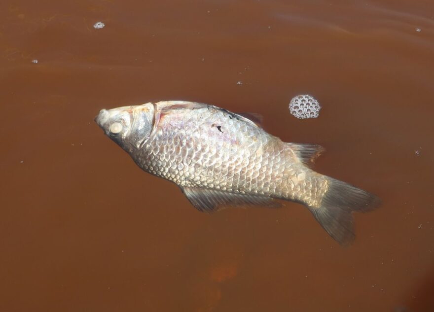 В водоёме в микрорайоне Твери погибла вся рыба