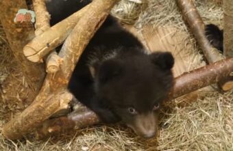 Медвежата упражняются на особом тренажере в Центре спасения Тверской области
