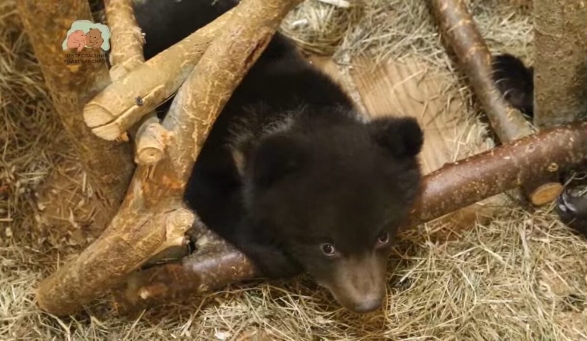 Медвежата упражняются на особом тренажере в Центре спасения Тверской области