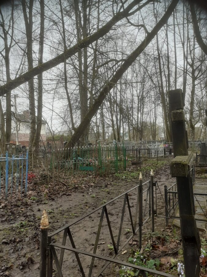 Жители Тверской области боятся ходить на кладбище из-за деревьев