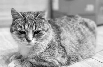 В Тверской области люди на передержке довели кошку до смерти