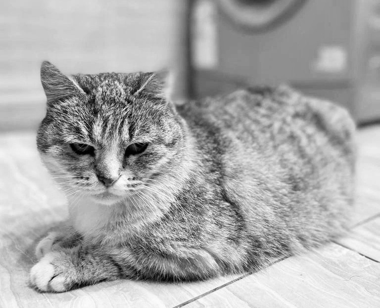 В Тверской области люди на передержке довели кошку до смерти