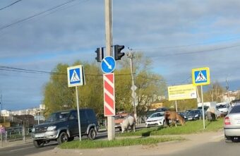 Утром в Твери возле дороги паслись кони