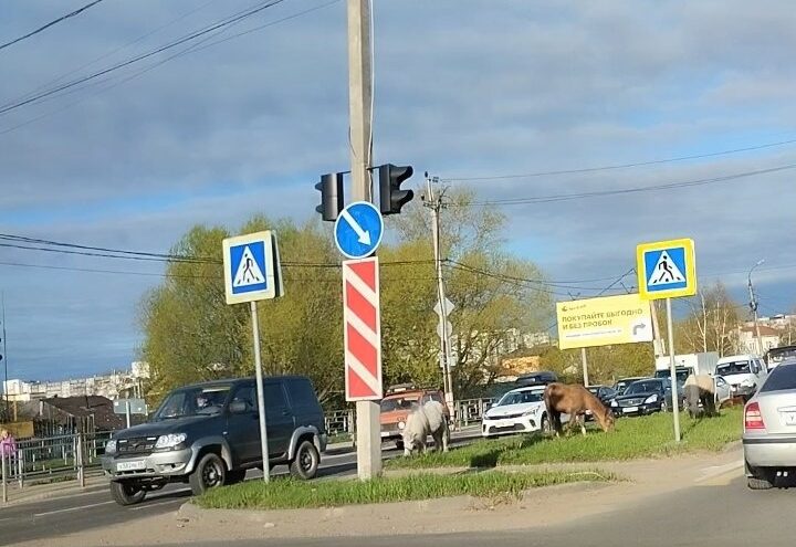 Утром в Твери возле дороги паслись кони