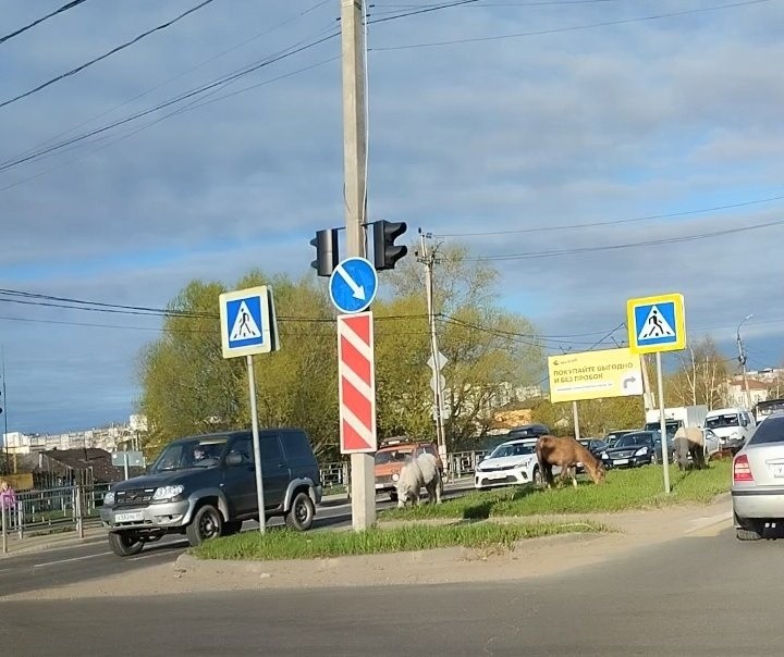 Утром в Твери возле дороги паслись кони