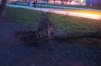 В Твери сильный ветер вырвал дерево с корнем