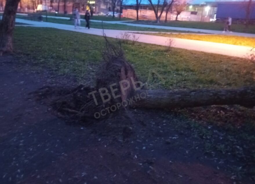 В Твери сильный ветер вырвал дерево с корнем