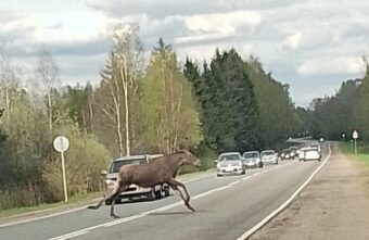 Водителям Тверской области рассказали, где лоси часто выбегают на дорогу