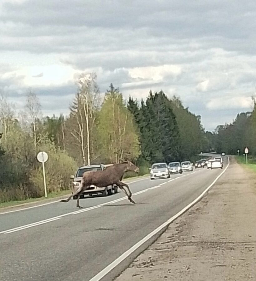 Водителям Тверской области рассказали, где лоси часто выбегают на дорогу