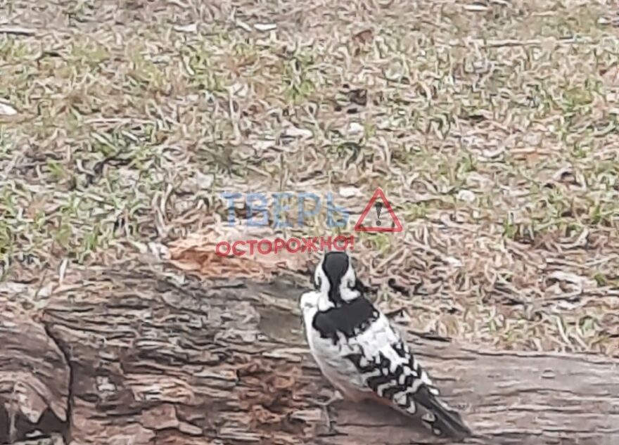 На улице в Твери поселился большой пестрый дятел