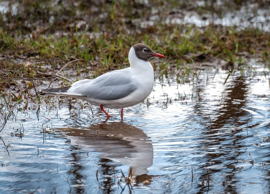 Апрельское лето уходит из Тверской области