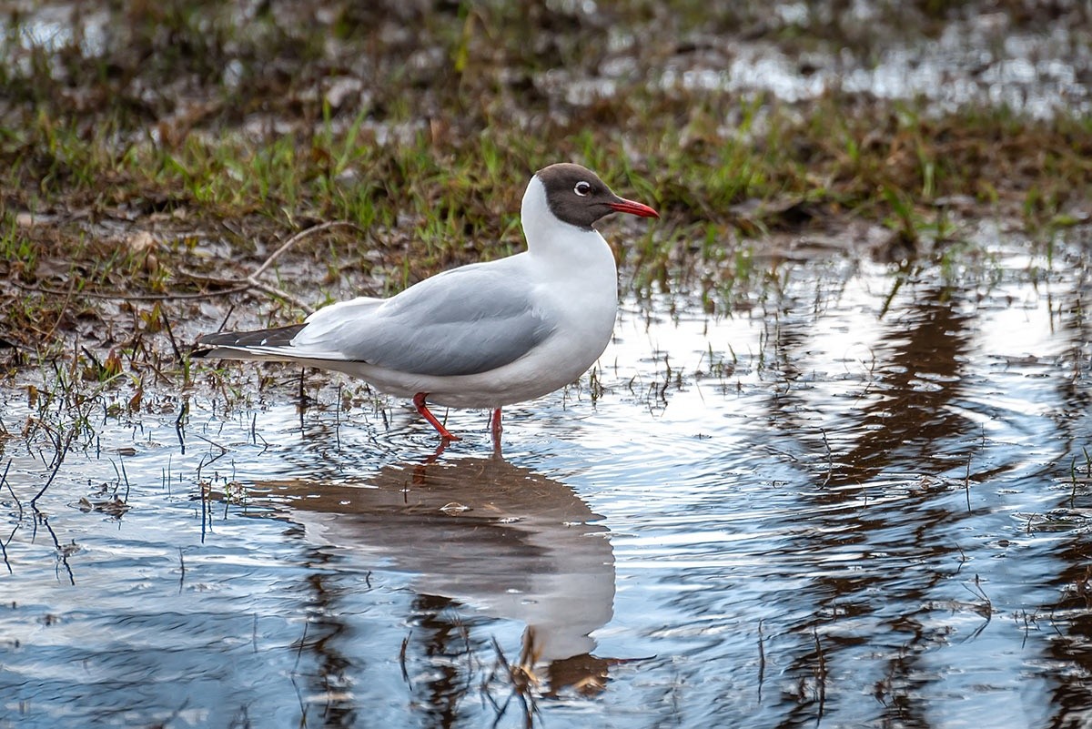 Апрельское лето уходит из Тверской области