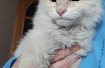 Слепой кот, найденный на трассе в Тверской области, лечится и не унывает