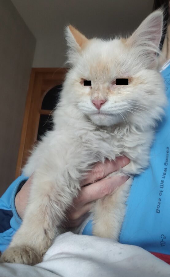 Слепой кот, найденный на трассе в Тверской области, лечится и не унывает