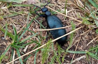 В Тверской области заметили опасное для жизни насекомое В Тверской области заметили опасное для жизни насекомое