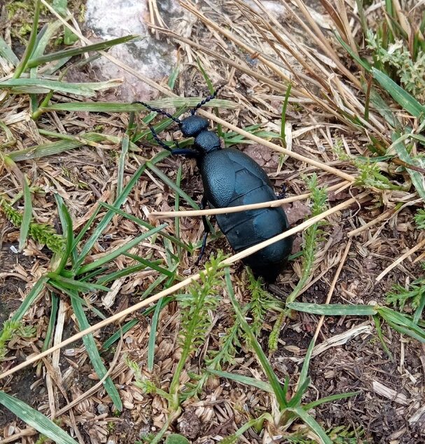 В Тверской области заметили опасное для жизни насекомое