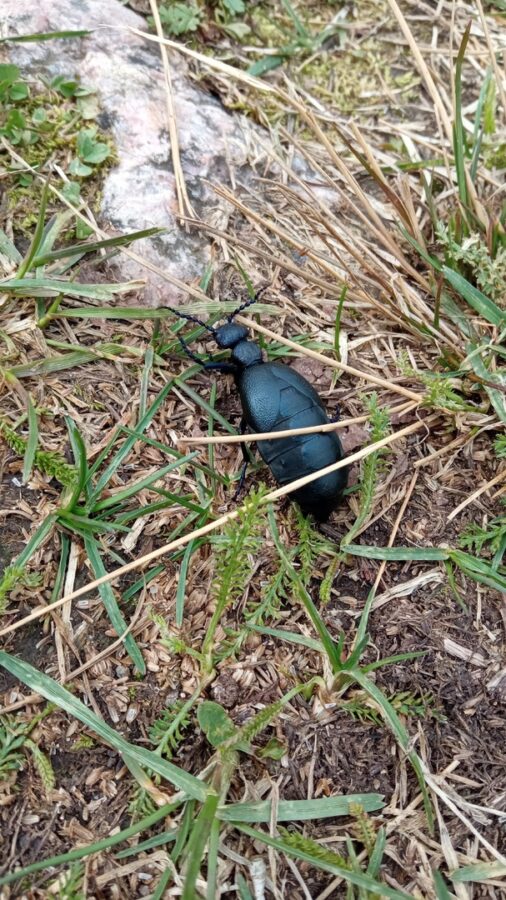 В Тверской области заметили опасное для жизни насекомое