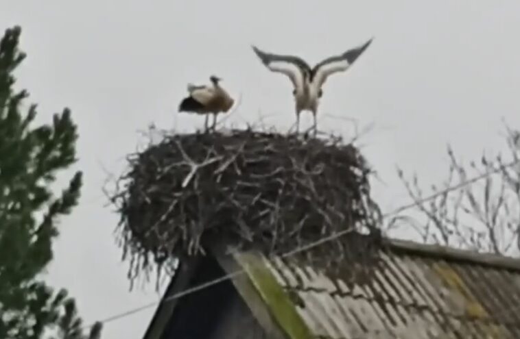 В Тверской области на крыше дома аисты свили гнездо