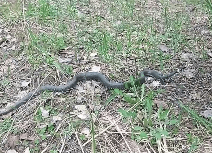 Большой уж вылез погреться на солнышке под Тверью