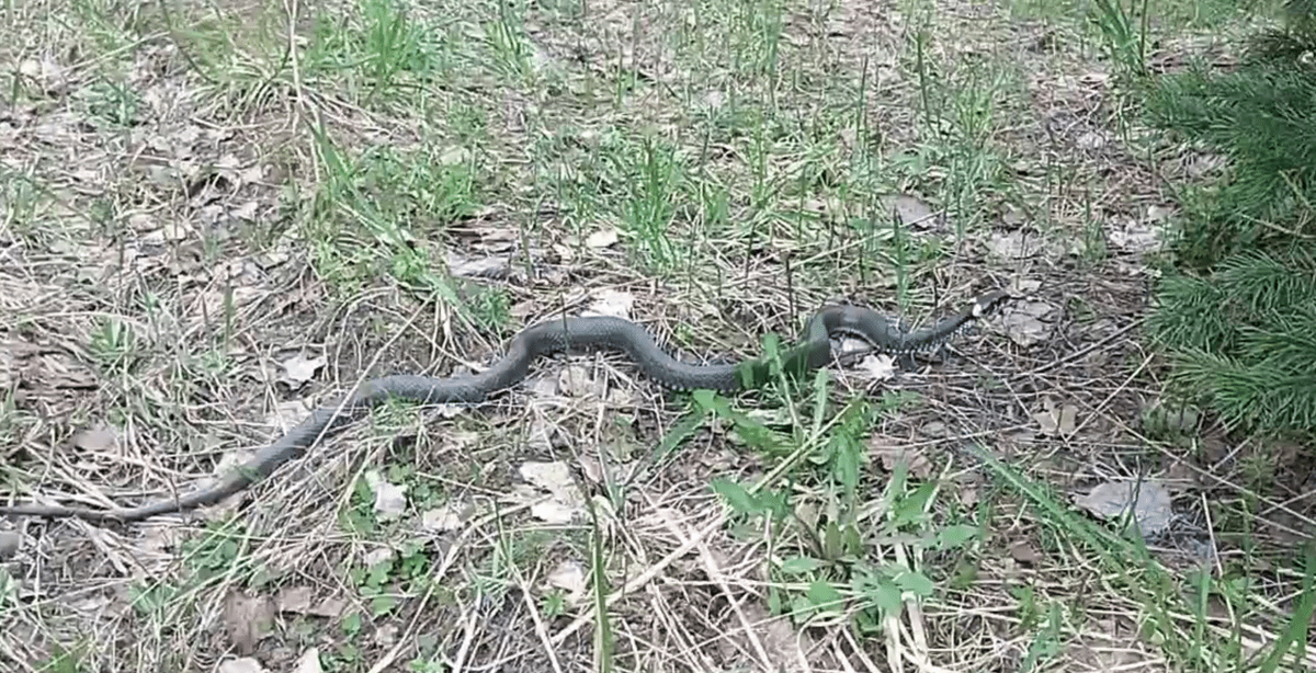 Большой уж вылез погреться на солнышке под Тверью
