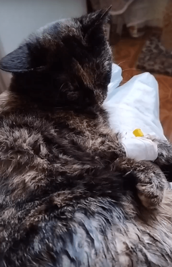 Тверские волонтёры спасают кошку с тремя пулевыми ранениями