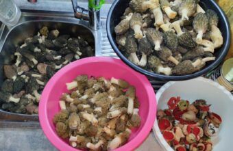 Жители Тверской области открыли сезон полными корзинами грибов Жители Тверской области открыли сезон полными корзинами грибов