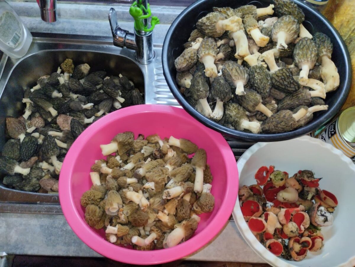 Жители Тверской области открыли сезон полными корзинами грибов