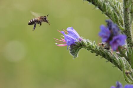 Жителей Тверской области приглашают поучаствовать в проекте «Цветы природы»